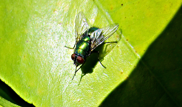 A Fly on Leaf