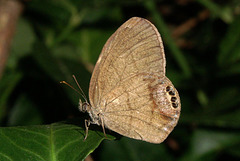 Gemmed Satyr Butterfly