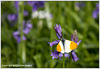 spring on bornholm - orange tip on bluebell