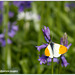 spring on bornholm - orange tip on bluebell
