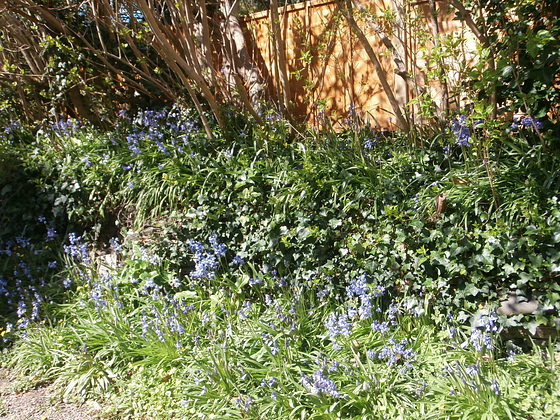 Beautiful display of bluebells