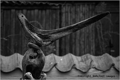 der hölzerne vogel - wooden bird