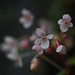 20110813-0221 Begonia crenata Dryand.