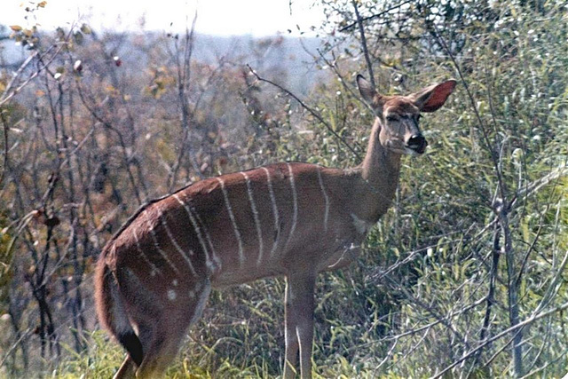 Kudu in the Kruger Park