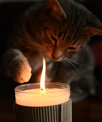 Cat & candle