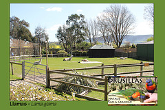 Drusillas - Llama enclosure - 14.4.2014