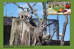 Drusillas - Meerkats - 14.4.2014
