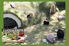 Drusillas - Rabbits & Guinea Pigs - 14.4.2014