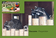 Drusillas - Raccoons - 14.4.2014