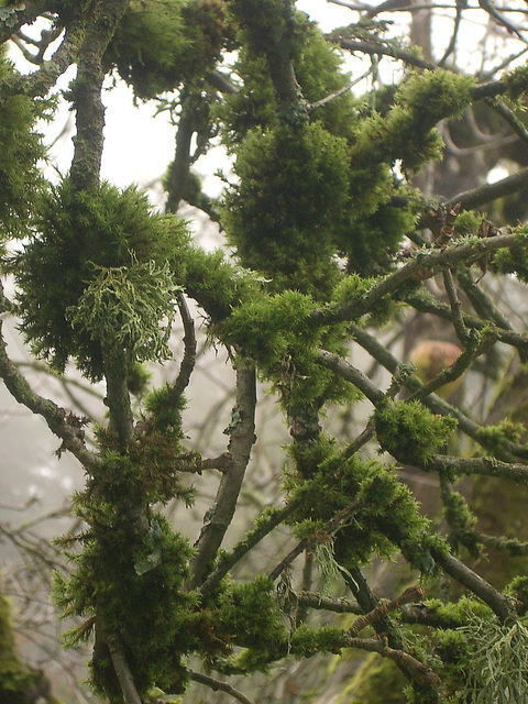 apple tree with moss
