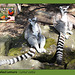 Drusillas - Ring-tailed Lemurs - 14.4.2014