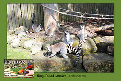 Drusillas - Ring-tailed Lemurs  - 14.4.2014