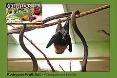Drusillas - Rodrigues Fruit Bat  - 14.4.2014
