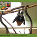 Drusillas - Rodrigues Fruit Bat  - 14.4.2014
