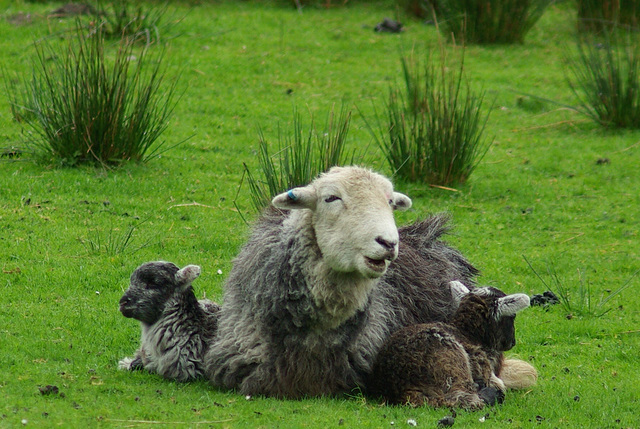 Herdy and twin lambs