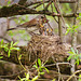 Fieldfare nest