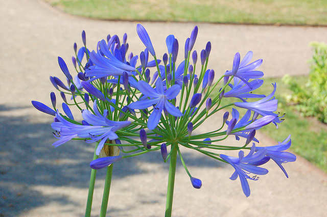 blua floro ĉevoje