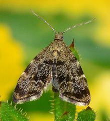 Nettle-tap Moth.Anthophila Fabriciana