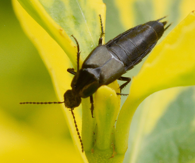 Rove Beetle. Staphylinidae