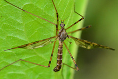 Cranefly.Tipula Maxima?