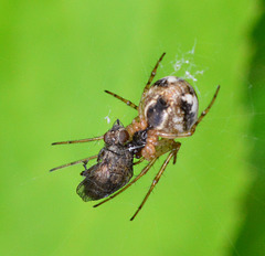 Orb Web Spider. Cyclosa Conica?