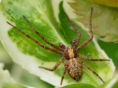 Common Crab Spider.Xysticus Cristatus,male