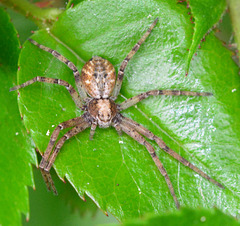 Common Crab Spider.Xysticus Cristatus,female