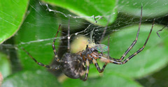 Orb Web Spider?