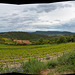 vineyards near Avignon, pano