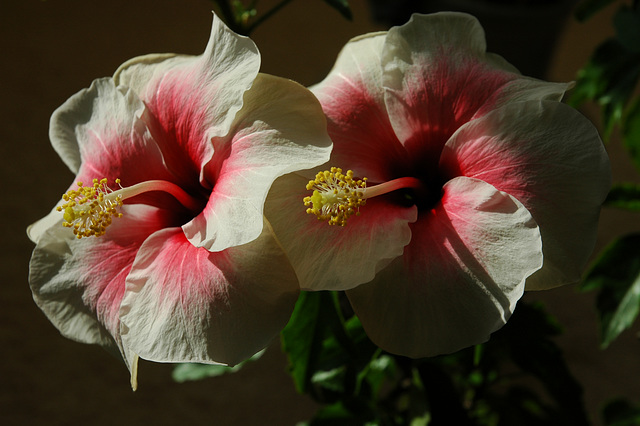 hibiscus indoors i