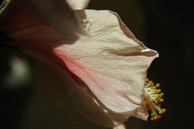Some aspects of the Patient Hibiscus - iii