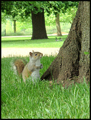 squirrel in the meadow