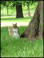 Oxford squirrel