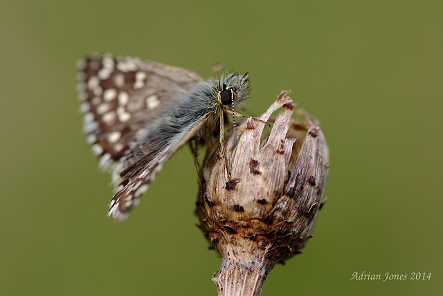Grizzled Skipper Butterfly.