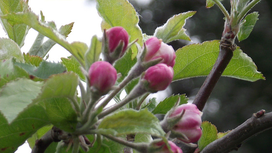 The apple blossom shows promise