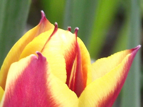 Unusual tulip petals
