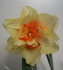 Closeup of Yellow and Orange Daffodil