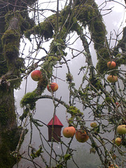 apple tree in fog