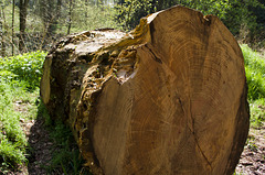 Cut Tree at brockhampton