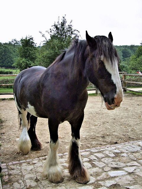 Shire horse - Singleton Weald and Downland Museum