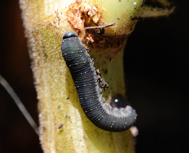 Unknown Larva on Pelargonium Stalk
