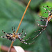 Promise you wont eat me? Araneus diadematus spiders - female and male