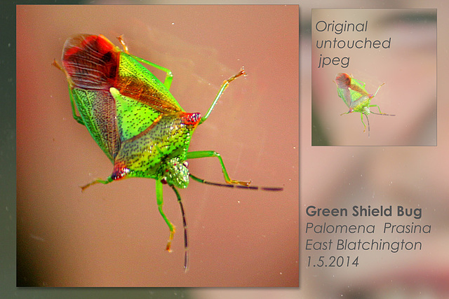 Green Shield  Bug Palomena prasina - East Blatchington - 1.5.2014