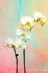 Phalaenopsis with French Kiss Texture 040114
