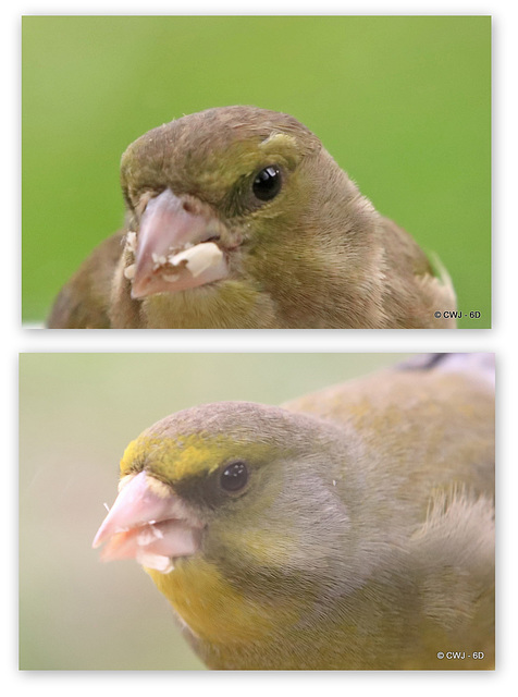 Now you know Greenfinches have eyebrows!
