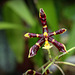 Phalaenopsis mannii  Black