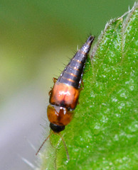 Rove Beetle.Tachyporus Hypnorum