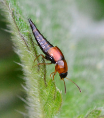 Rove Beetle.Tachyporus Hypnorum
