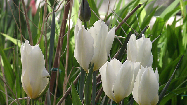Some lovely creamy tulips