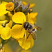 Wallflower  Erysimum and a Bee